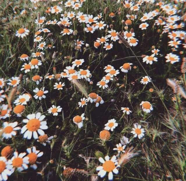DAISY profile photo
