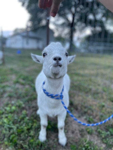 Adison profile photo