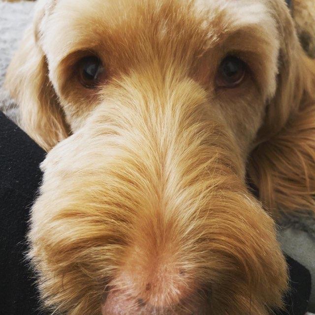Stevie profile photo