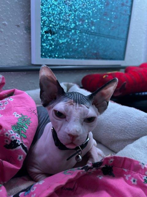 Elli profile photo