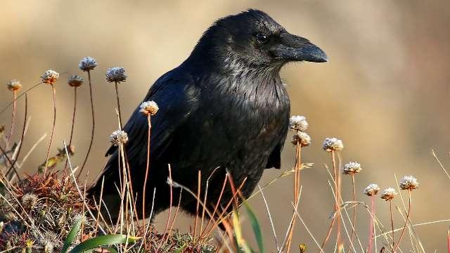 Raven profile photo