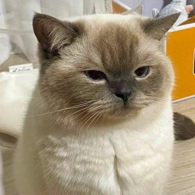 Jupiter profile photo