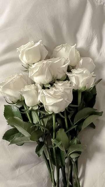 Rose profile photo