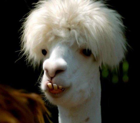 Sheba profile photo
