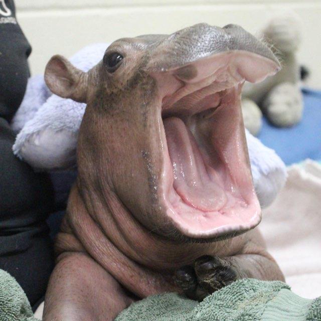 Atlas profile photo