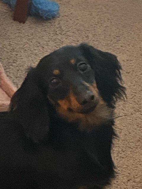 Suri profile photo