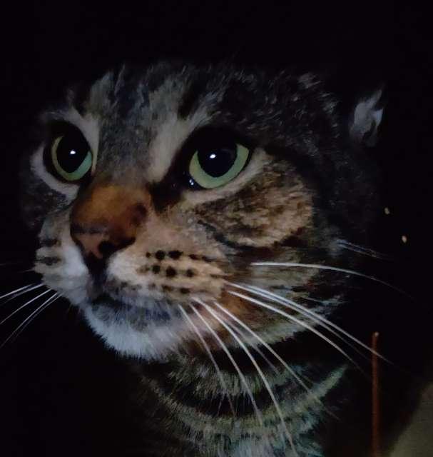 Elleil profile photo