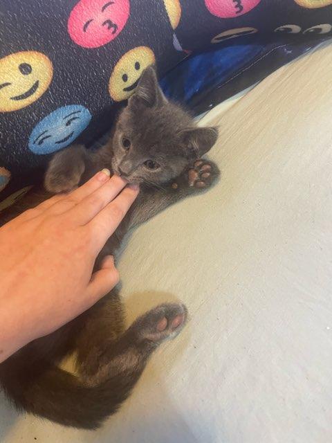 Shinx profile photo