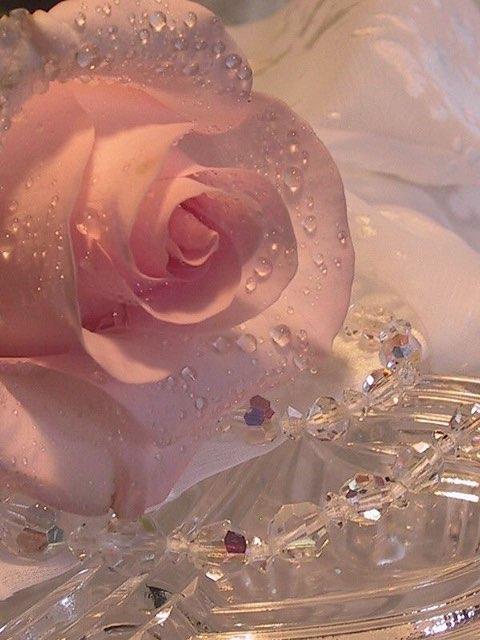 Rose profile photo