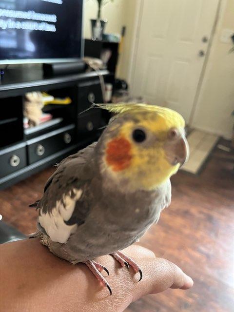 Layla profile photo