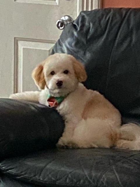 Leo profile photo