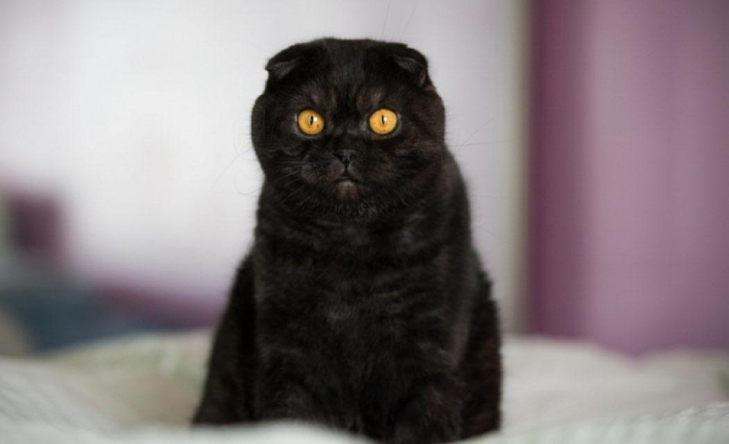 ✨kitten✨ profile photo