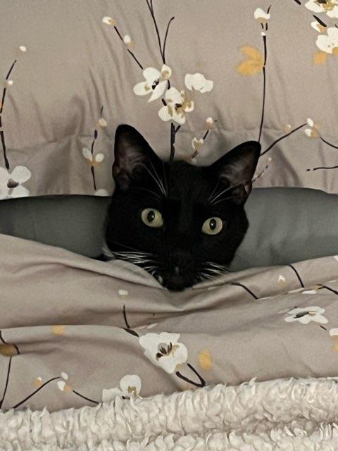 Stella profile photo