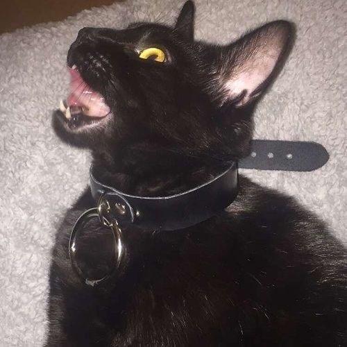 seth profile photo