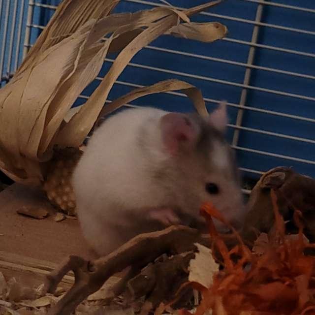 Robin profile photo